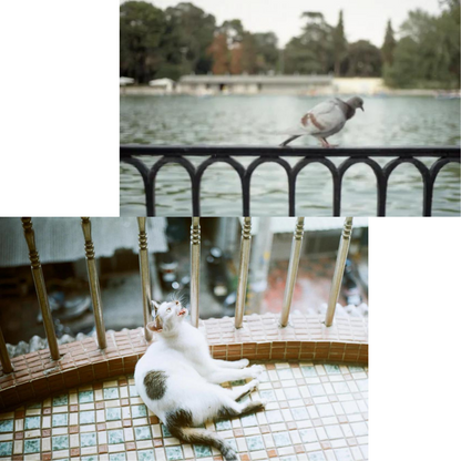 Kodak 柯達ColorPlus 200 彩色負片(35mm 菲林, 36 Exp)